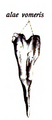 Vomer bone, lateral view