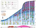 The developing cerebral cortex