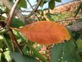 Rhododendron