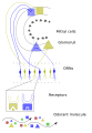 Early Olfactory System