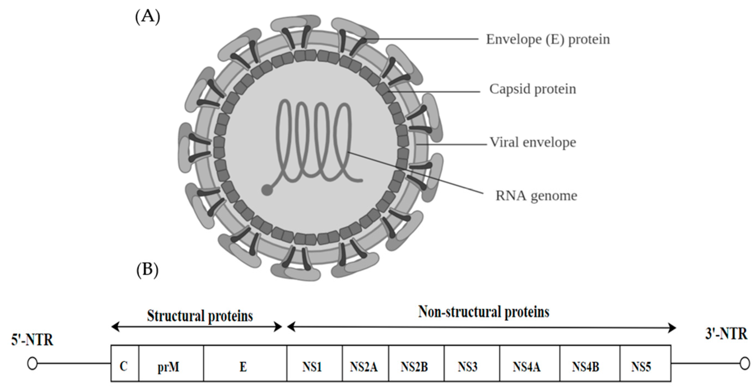 Alkhurma virus