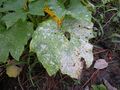 Plant physiology