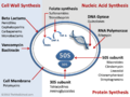 Antibiotics Mechanisms of Action