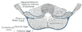 Thoracolumbar fascia