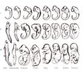 Haeckel drawings
