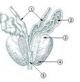 Illustration of the prostate gland