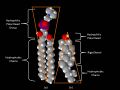 Space-Filling Model Sphingomyelin and Cholesterol