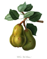 Williams pear illustration from 1822