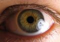 Pupil