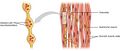 Smooth muscle motor units