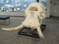 Skull of an African bush elephant