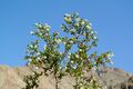 Larrea tridentata in Anza-Borrego
