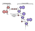 5' cap structure