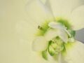 Arabidopsis mutants showing altered floral organ identity