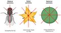 Diagram comparing bilateral, radial, and spherical symmetry