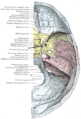 Foramen rotundum location in the skull.