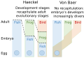 Evolutionary developmental biology