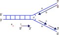 Replication fork
