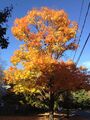 Sugar maple in autumn