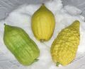 Citrus_taxonomy