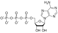 ATP structure revised