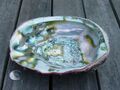 Abalone