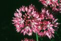Allium amplectens in bloom