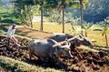 Javanese buffalo in a field