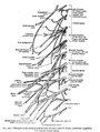 Cervical spinal nerve 5