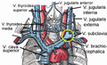 Internal jugular vein