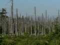 Forest affected by acid rain.