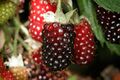 Berries may be used in small portions