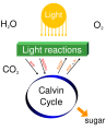 Simple photosynthesis overview