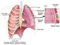 Pleura