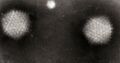 Adenovirus type 4