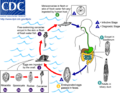 Clonorchis sinensis life cycle diagram