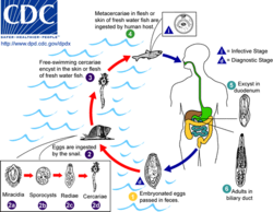 Clonorchis sinensis Life Cycle