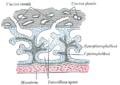 Gray's Anatomy illustration 36