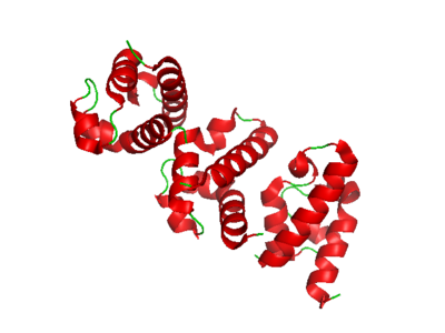 RecQ helicase