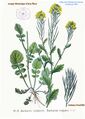 31 Barbarea vulgaris R.Br