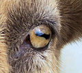 Pupil