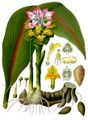 Curcuma zedoaria