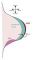 Limb bud diagram