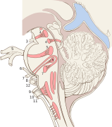 The brainstem, with cranial nerve nuclei and tracts shown in red.