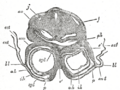 Somatopleuric mesenchyme