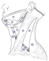 Muscular triangle
