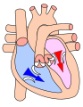 Heart during diastole