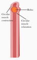 Animation of peristalsis