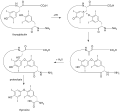 Thyroid peroxidase