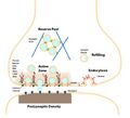 Active zone of a synapse